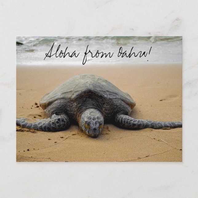Aloha from Oahu! Postcard with Sea Turtle (Front)
