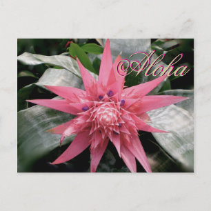 Aloha Greetings Tropical Bromeliad Postcard
