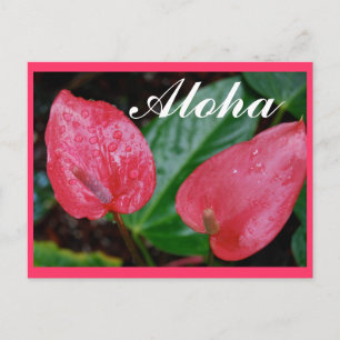 Aloha Hawaii Anthurium Postcard