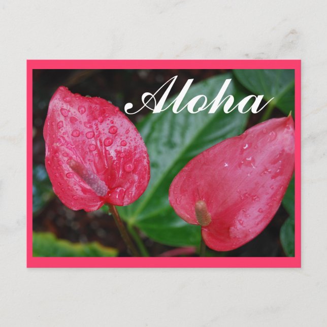 Aloha Hawaii Anthurium Postcard (Front)