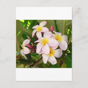 Aloha Hawaiian Frangipani Blossoms Bridal Shower Invitation Postcard
