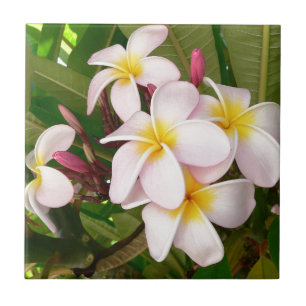 Aloha Hawaiian Frangipani Blossoms Plumerias Ceramic Tile