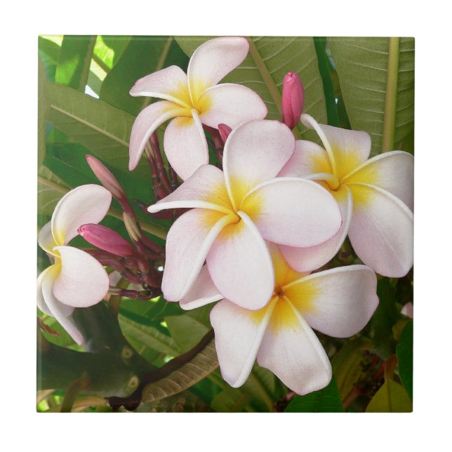 Aloha Hawaiian Frangipani Blossoms Plumerias Ceramic Tile (Front)
