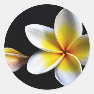 Aloha Hawaiian Frangipani Blossoms Plumerias Classic Round Sticker