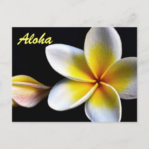 Aloha Hawaiian Frangipani Blossoms Plumerias Postcard