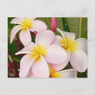 Aloha Hawaiian Frangipani Blossoms Plumerias Postcard