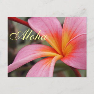 Aloha Hawaiian Frangipani Blossoms Plumerias Postcard