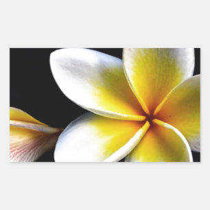Aloha Hawaiian Frangipani Blossoms Plumerias Rectangular Sticker