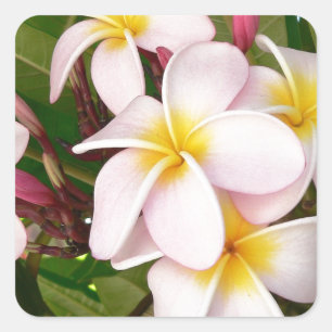 Aloha Hawaiian Frangipani Blossoms Plumerias Square Sticker