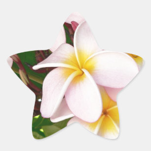 Aloha Hawaiian Frangipani Blossoms Plumerias Star Sticker