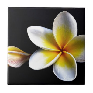 Aloha Hawaiian Frangipani Blossoms Plumerias Tile