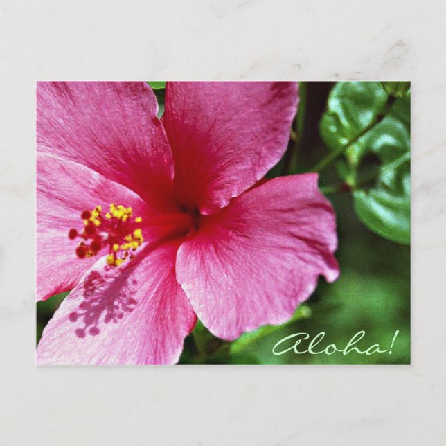 Aloha! Pink Hibiscus Postcard (Front)