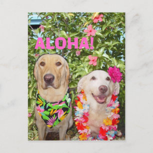 ALOHA! POSTCARD