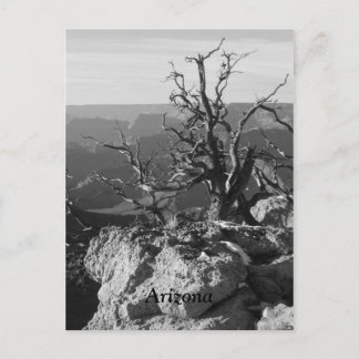 Alone in Arizona Postcard