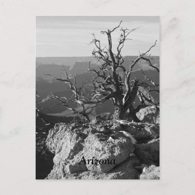 Alone in Arizona Postcard (Front)