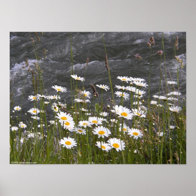 Along the Stream Poster (Front)