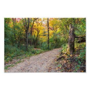 along winding forest trail of lebanon hills photo print