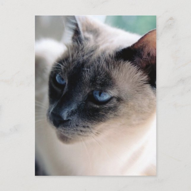 Aloof Siamese Cat Postcard (Front)