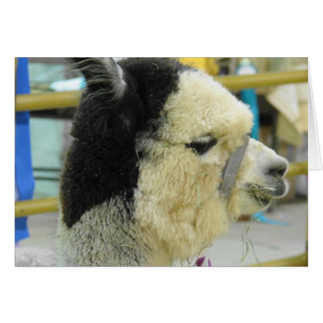Alpaca (Front Horizontal)