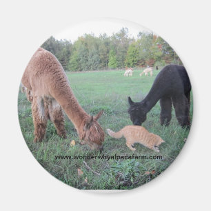Alpaca and Cats Magnet