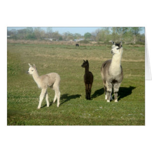 Alpaca and Two Cria