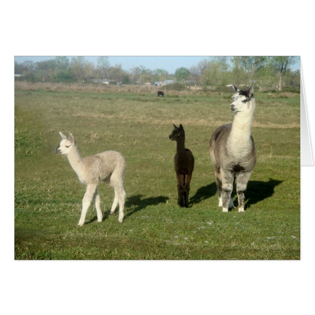 Alpaca and Two Cria (Front Horizontal)