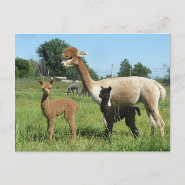 Alpaca And Two Cria Postcard (Front)