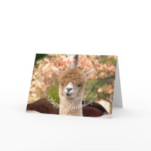 Alpaca Belle Birthday Card
