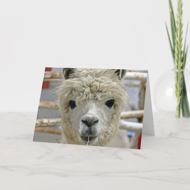 Alpaca Birthday Card (Front)