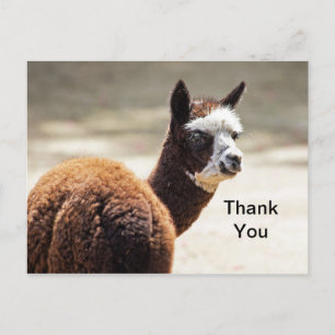 Alpaca Brown and White Photo Animal Thank You Postcard