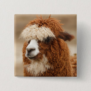 Alpaca button
