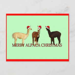 Alpaca Christmas Holiday Postcard