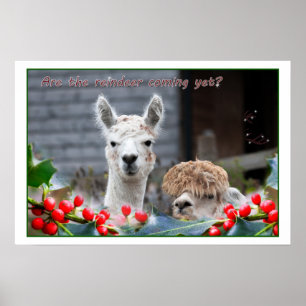 Alpaca Christmas Poster