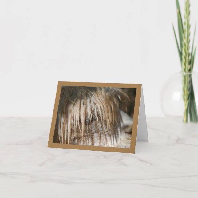 Alpaca Close-Up - Card (Front)