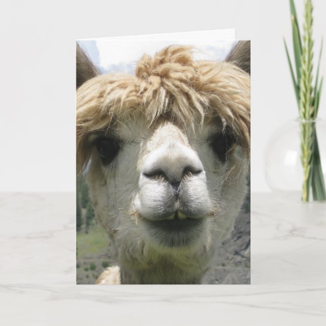 ALPACA CUTE BIRTHDAY CARD (Front)