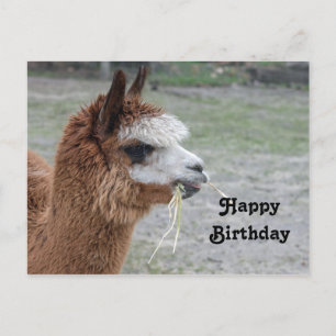 Alpaca Eating Hay Animal Photo Birthday Postcard