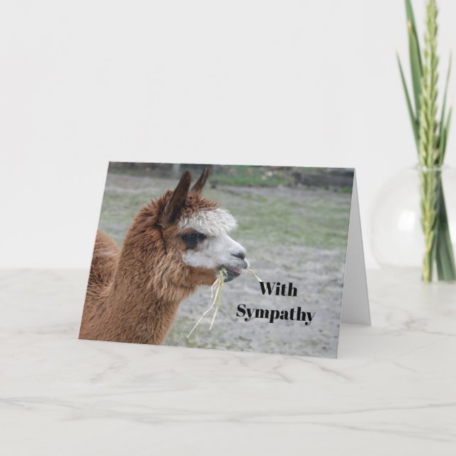 Alpaca Eating Hay Animal Photo Sympathy Card (Front)
