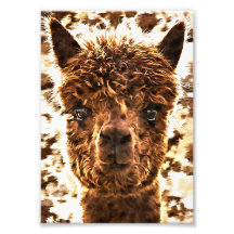 Alpaca Full Faces