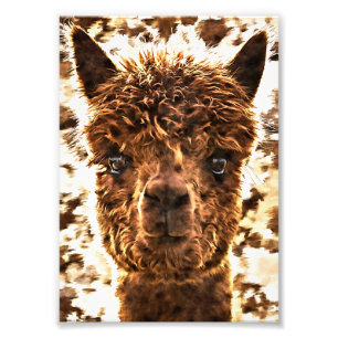 Alpaca Full Faces Photo Print
