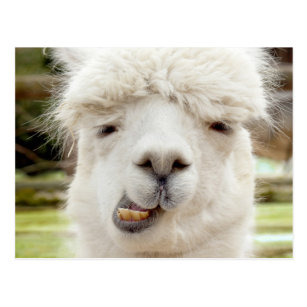 Alpaca Funny Face Postcard