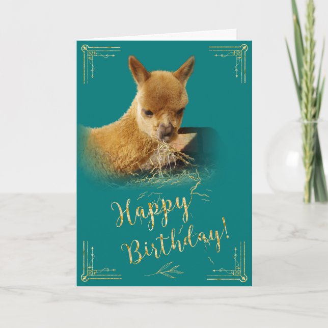 Alpaca Gold Hay Teal Birthday Card (Front)