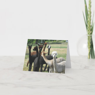 Alpaca Greetings Card