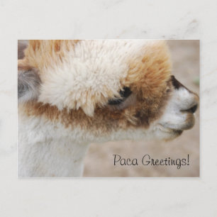 Alpaca Greetings! Postcard