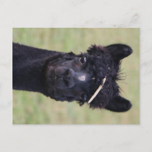Alpaca Hay Day! Postcard