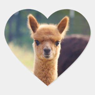 Alpaca Heart Stickers