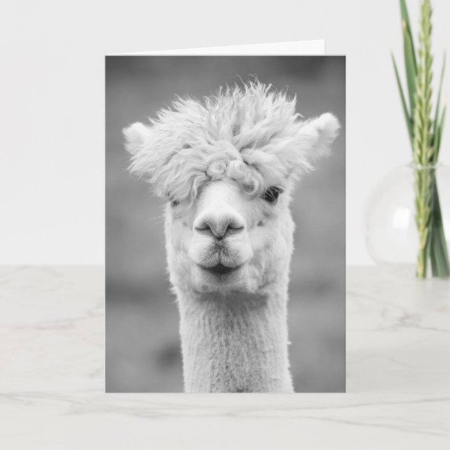 Alpaca in Black and White, Birthday Card (Front)