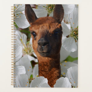 Alpaca In White Blossoms, Planner