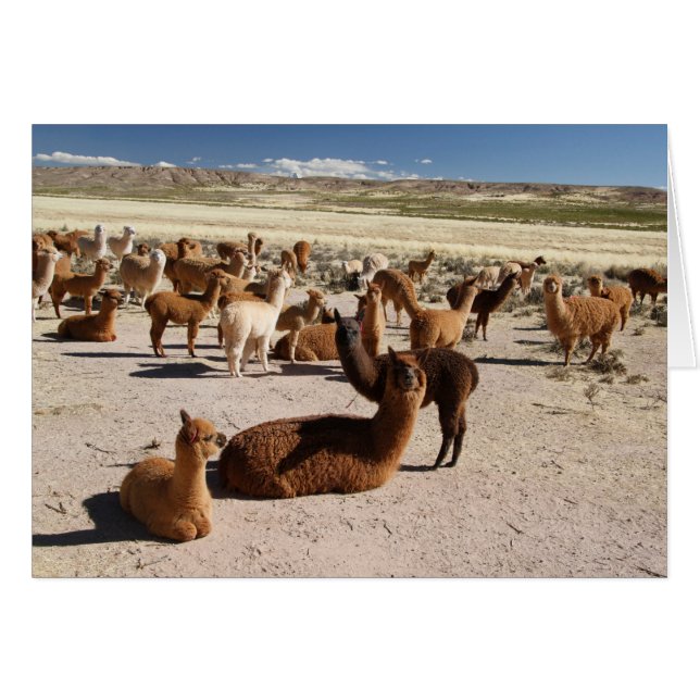Alpaca Llama Herd Andes Mountains Note Card (Front Horizontal)