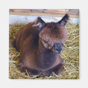Alpaca Magnet