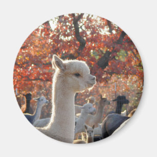 Alpaca Magnet